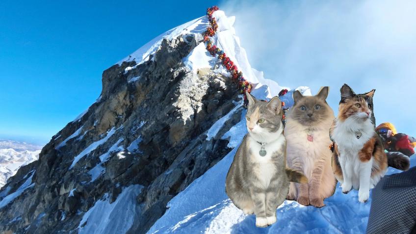 Climbing the Height of Everest for Cat Rescues