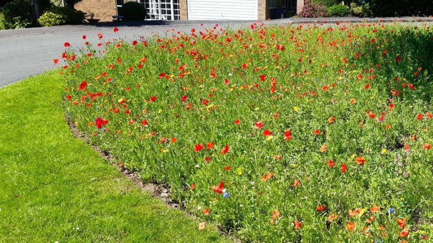 Improving mental health with wildflower meadows