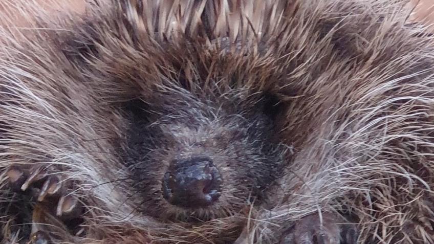 HEDGEHOG RESCUE BLACKPOOL