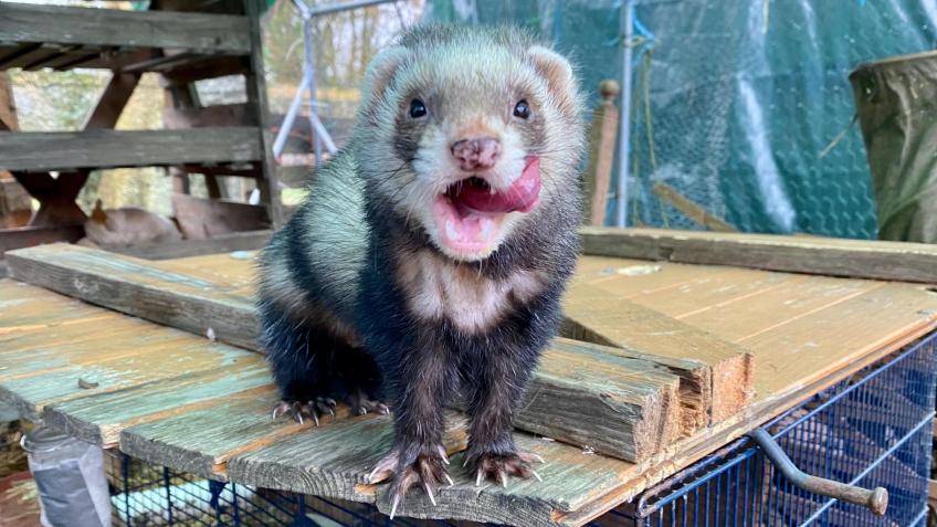 Help Coffee the Ferret get the treatment he needs
