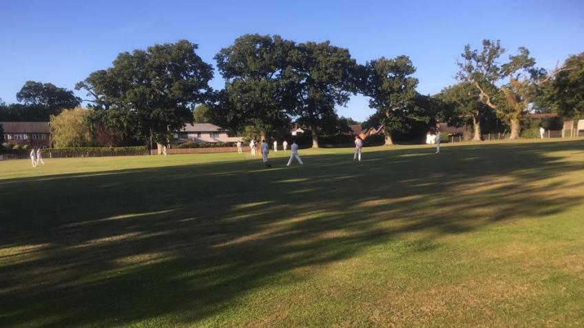 Save Adult Cricket at Colehill