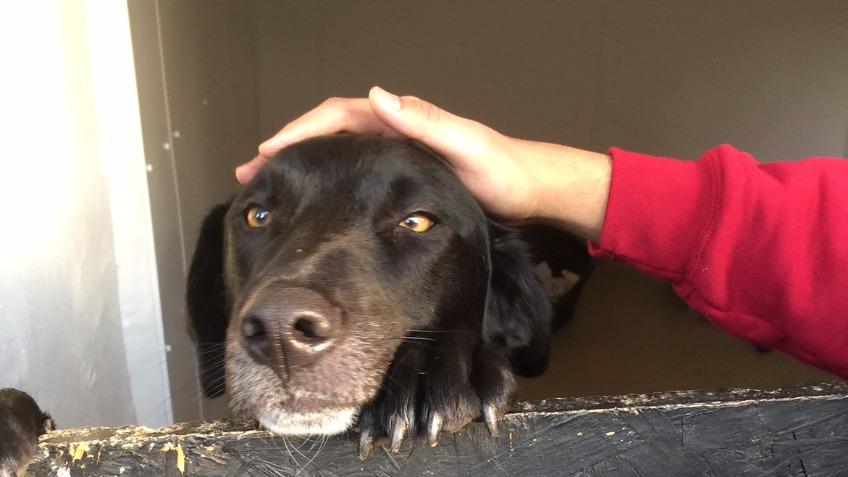 Uk Romanian Dog Rescue a Charities crowdfunding project