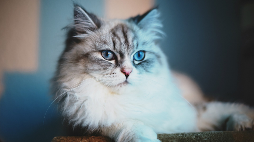 The Cat Cafe