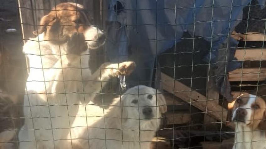 Help Emina help the stray animals of Montenegro