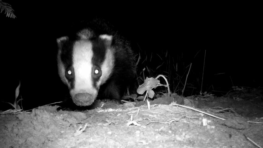 Trail cams to help Heswall Wildlife Safari