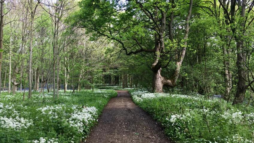 COMMUNITY BUY OUT - EAST WOOD (WESTON WOODS)
