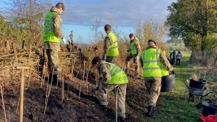 Planting of mature trees along the canal