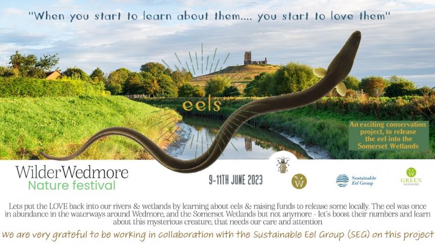 The Wilder Wedmore Eel Release Project