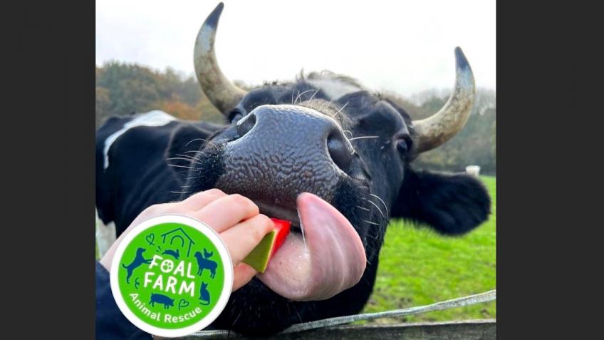 Help Build Safe Haven for Neglected Cows!