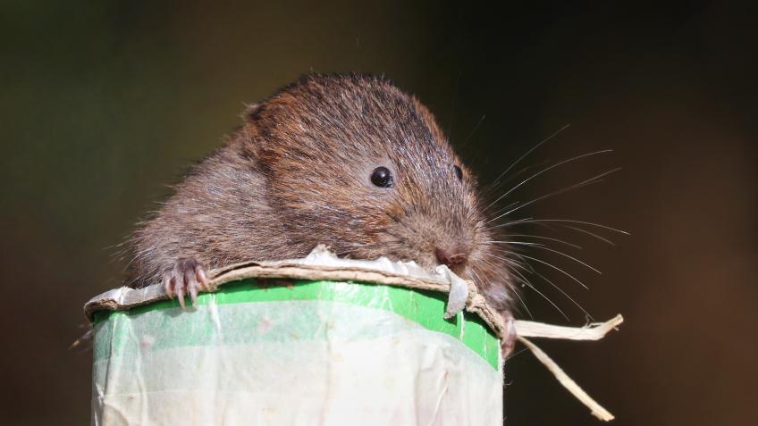 Cornwall Water Vole Restoration