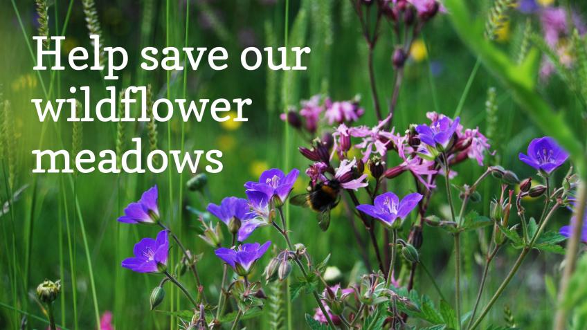Meadow rescue: Help save our wildflower meadows