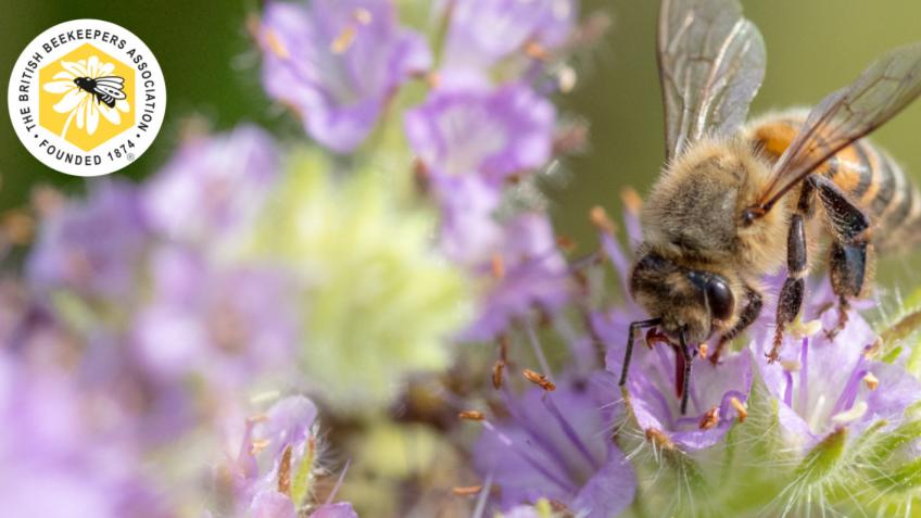Help the BBKA to Feed the Bees
