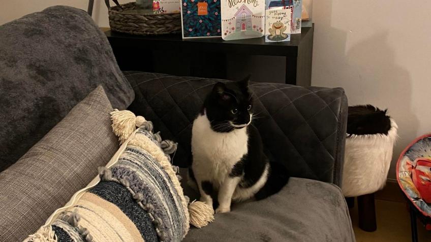 Spartacus the Tesco Cat Fundraiser