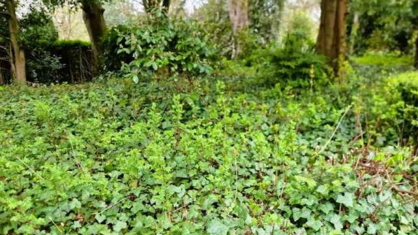 Community  Green spaces ,gardening and planting