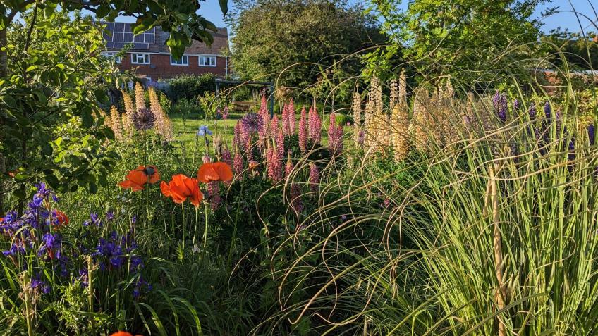 OASIS Community Garden - Wild at Heart