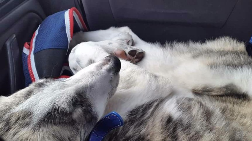 Keefe's rescue dog's vet bill
