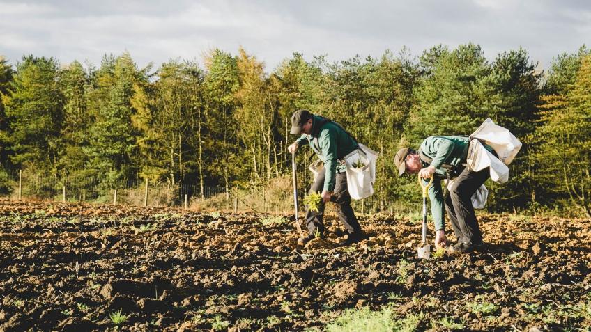 Planting 9,000 trees at Wing Wood
