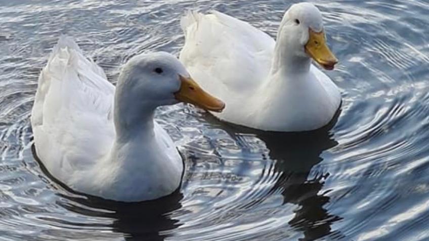 Lonely peking duck lost his mate
