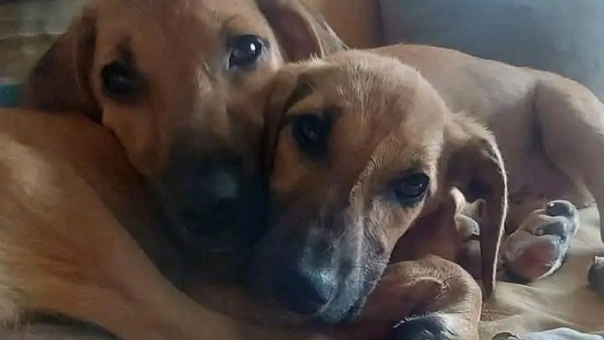 Rescue Fund for Miracle Puppies
