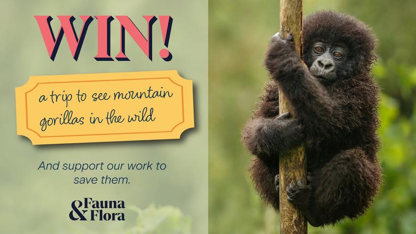 Win a Trip to See Mountain Gorillas
