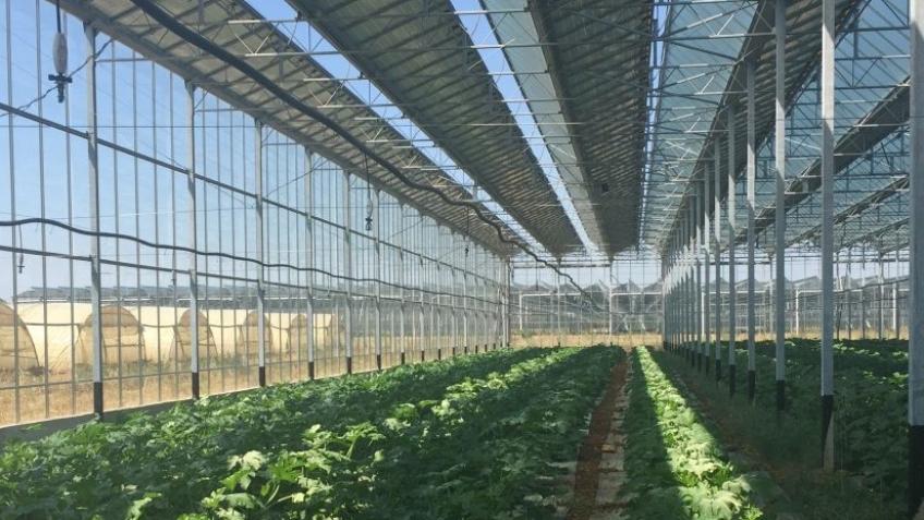 Innovative Solar Power Greenhouses: Sustainability