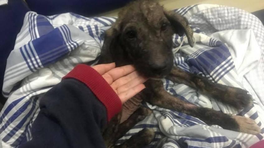Help Buttons Get on her Freedom Flight to the US