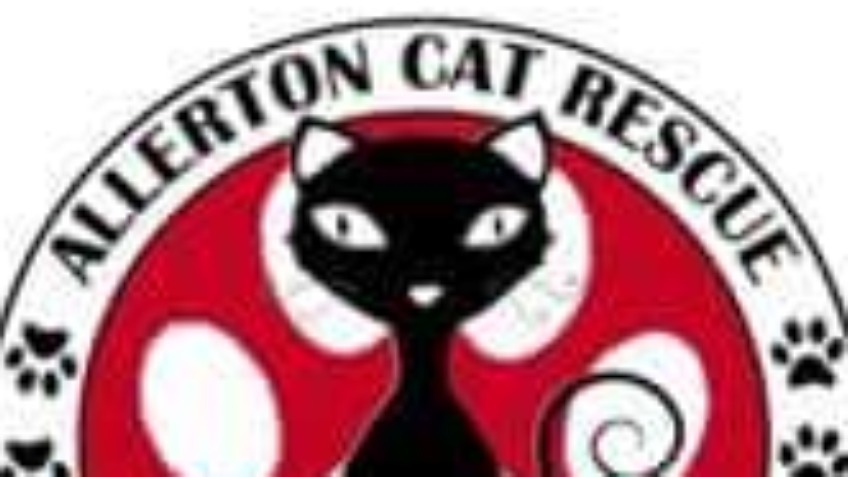 5k Colour Run for Allerton Cat Rescue