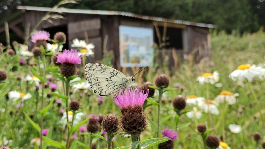 Keeping the Vale Wild & Green