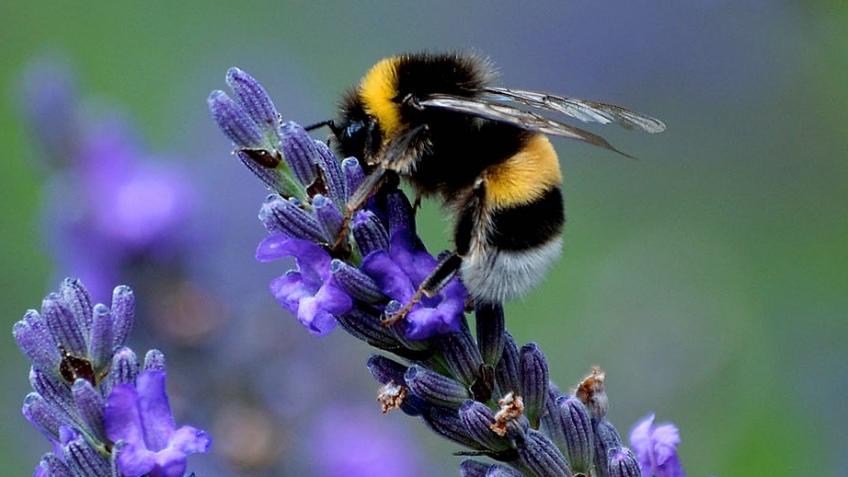 Sowing Seeds for Nature