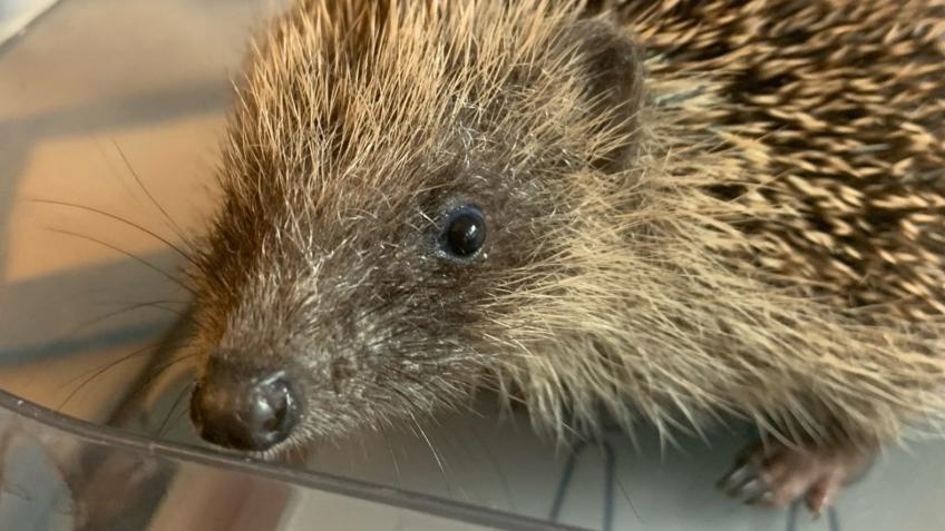 New building to help more hedgehogs in our area.