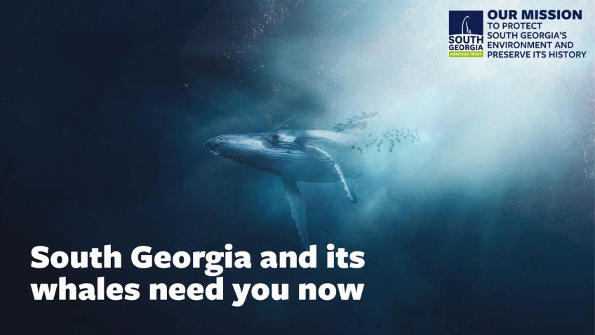 South Georgia and its whales need you now