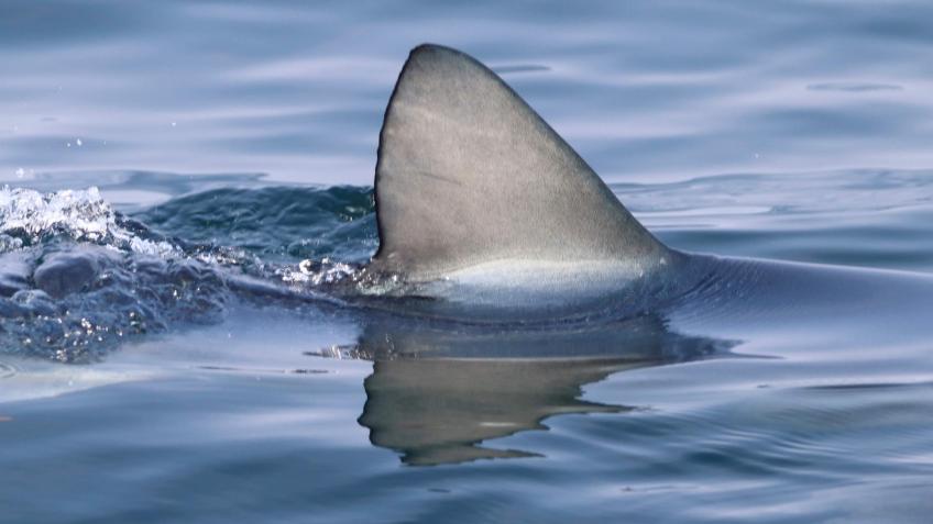 Saving sharks using mucous