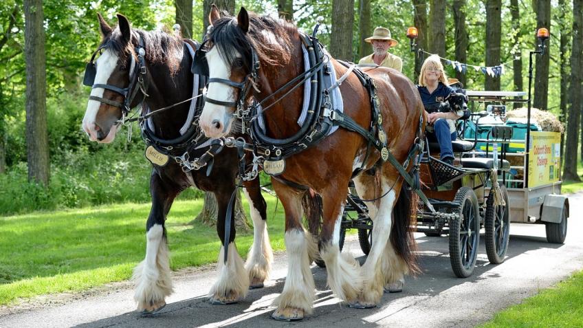 Millie The Shire Horse Recovery Fund