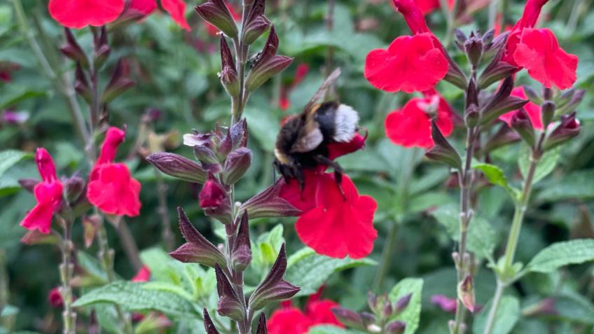 Sustainable wildlife and community gardens