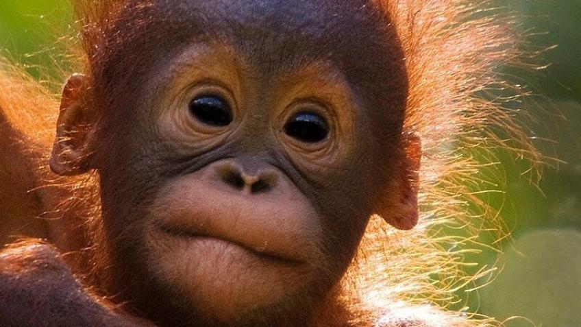 Walking/running/cycling the length of Borneo