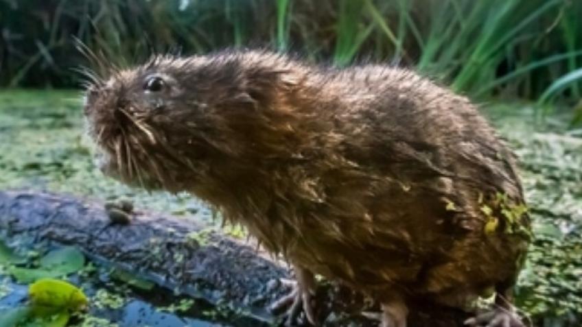 Water Vole Recovery Project