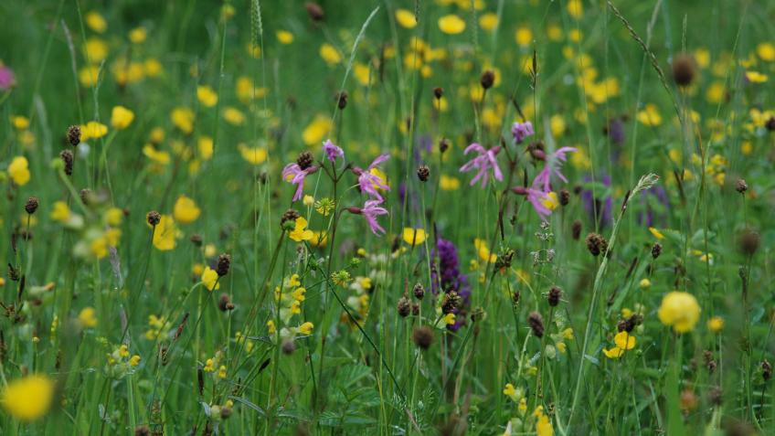 Lower Derwent Valley area nature recovery project