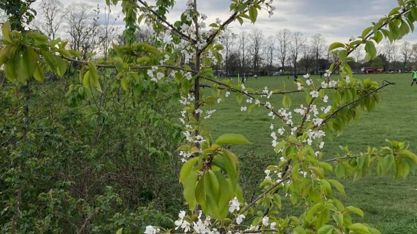Friends of Figges Marsh