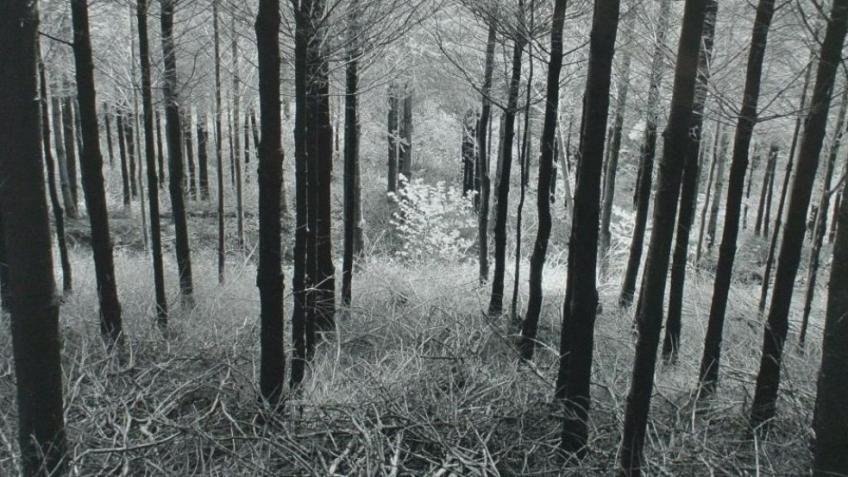 The Clearing