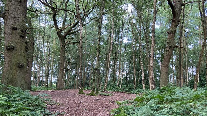 Save Windmill (Toft) Wood