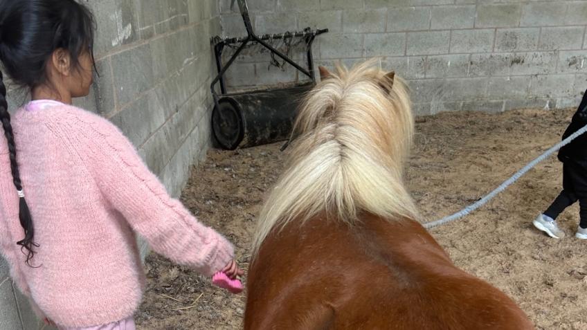 Improving your Wellbeing with Equine Therapy