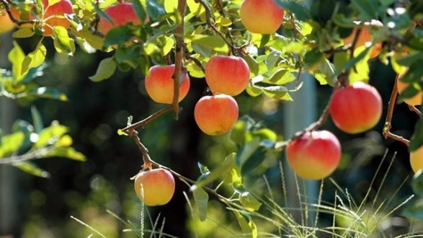 Graham Street Park Community Orchard