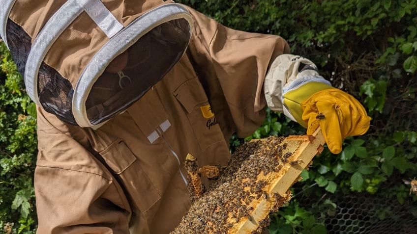 BeeWild: Training Veterans, Supporting Pollinators