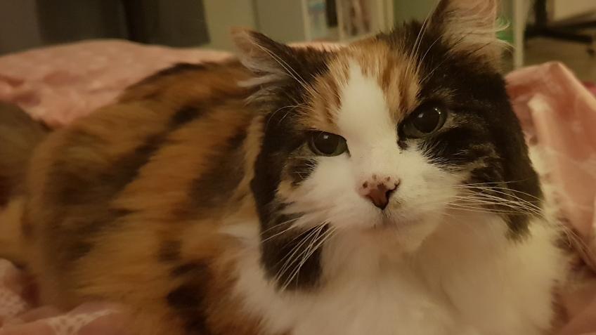 Cookies Vet Bills