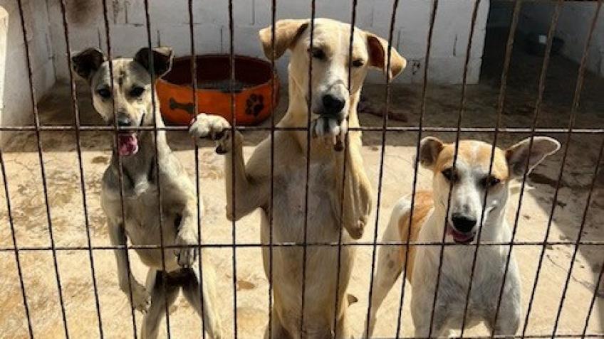 OSPA Cabo Verde Cats and Dogs