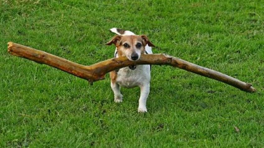 Boomerang's Pet Foodbank