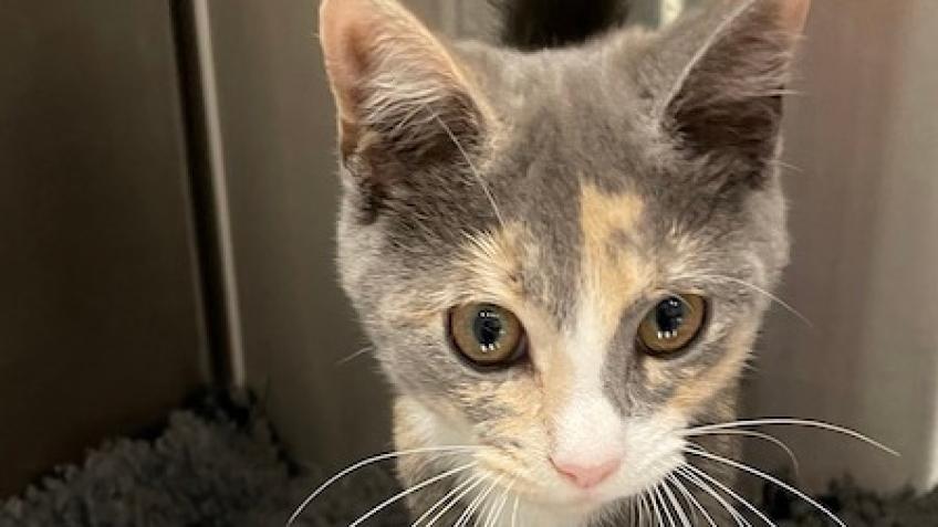 Crisis Vet Care Fund