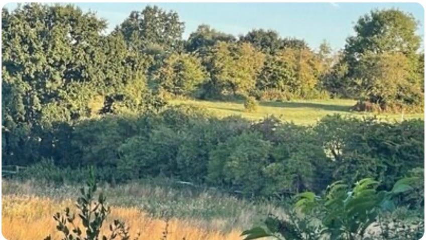 Eltham Palace Grazing Fields - moving the horses