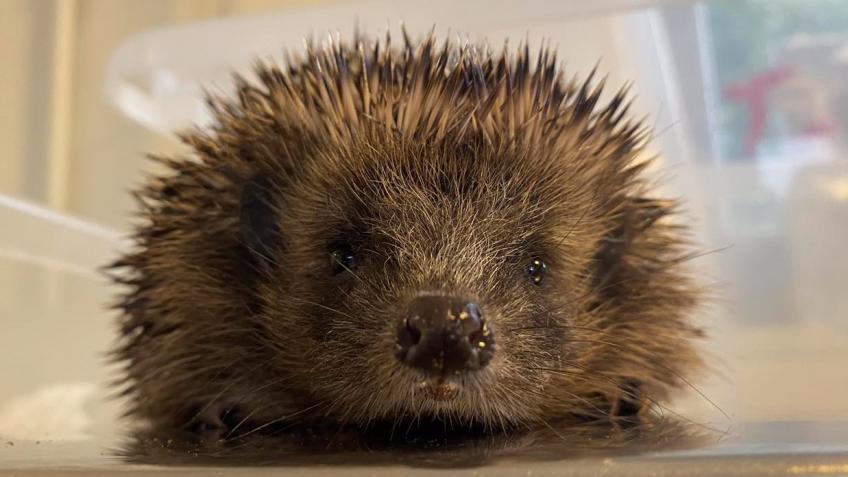 SWCC Hedgehog Hospital