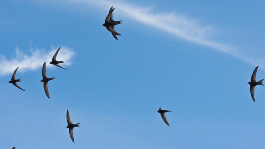 Saving Swifts in South East Herts